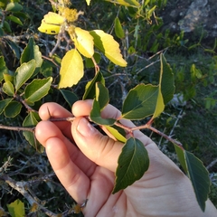 Xylosma tweediana