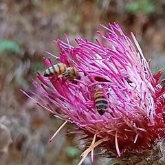Cirsium subcoriaceum