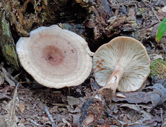 Lactarius quietus incanus
