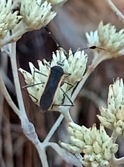 Plapigus circumcinctus