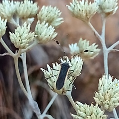 Plapigus circumcinctus