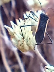 Plapigus circumcinctus