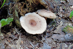 Lactarius quietus incanus