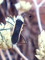 Plapigus circumcinctus