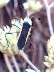 Plapigus circumcinctus