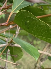 Leucochrysa insularis