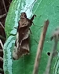 Lychnuchoides saptine