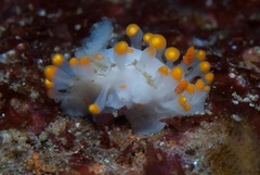Limacia lucida