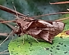 Lychnuchoides saptine