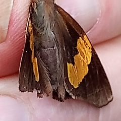 Lychnuchoides saptine