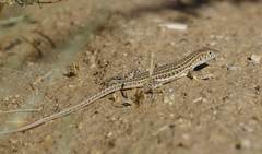 Acanthodactylus boskianus