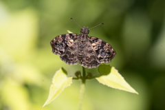 Gorgythion begga begga