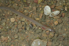Pisodonophis