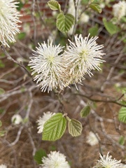 Fothergilla gardenii