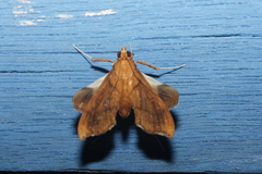 Anarmodia