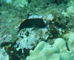 Cirripectes vanderbilti