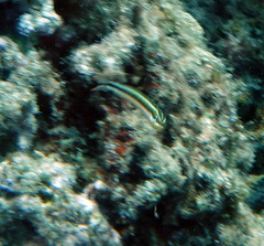 Plagiotremus goslinei