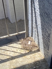 Columba livia domestica