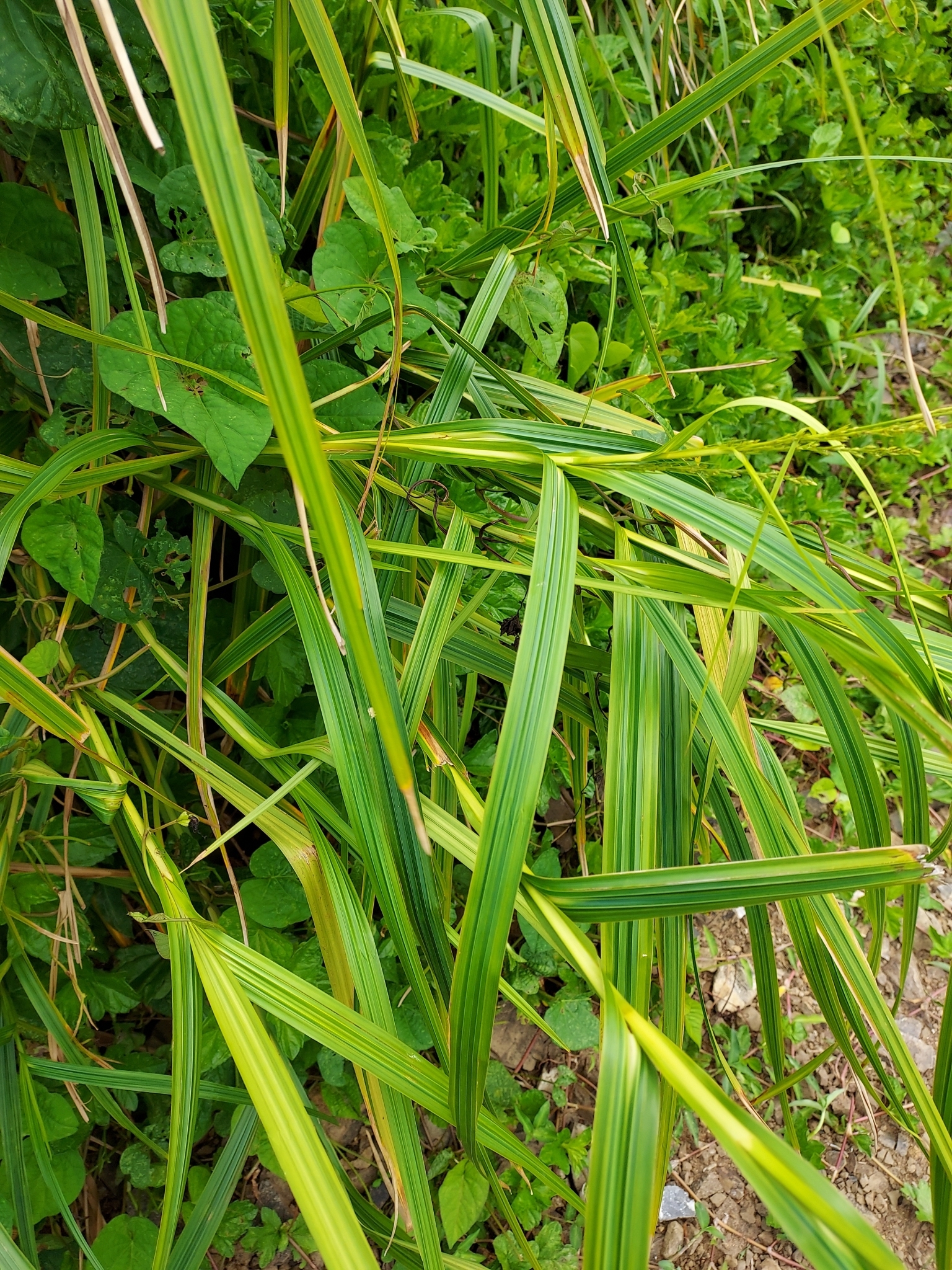 Scleria eggersiana
