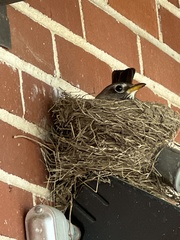 Turdus migratorius
