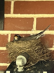 Turdus migratorius