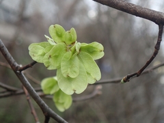 Ulmus pumila