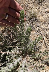 Heterotheca fulcrata