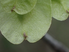 Ulmus pumila
