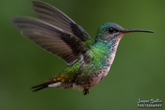 Chrysuronia