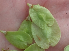 Ulmus pumila