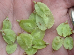 Ulmus pumila