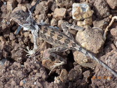 Sitana