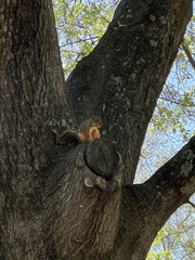 Sciurus niger