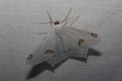 Sericoptera