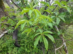 Aesculus californica