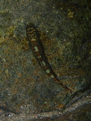 Liniparhomaloptera disparis