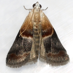 Acrobasis demotella