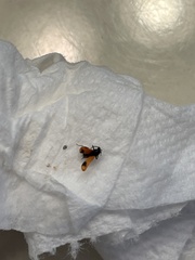 Anthocomus equestris