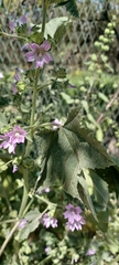 Malva multiflora