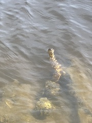 Nerodia sipedon williamengelsi