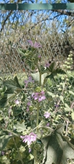 Malva multiflora