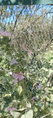 Malva multiflora