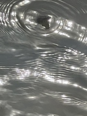 Nerodia sipedon williamengelsi