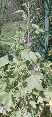 Malva multiflora