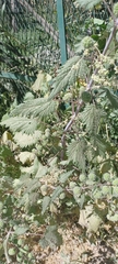 Urtica pilulifera