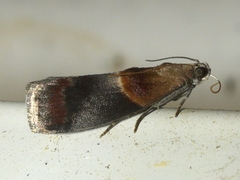 Acrobasis demotella