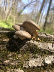 Pleurotus ostreatus