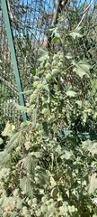 Urtica pilulifera