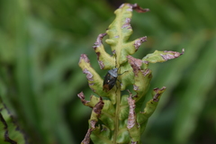 Ditomotarsus punctiventris