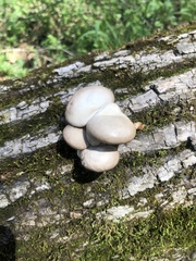Pleurotus ostreatus